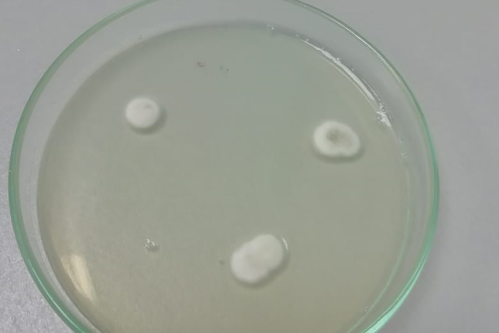 petri dish with three white mold spots